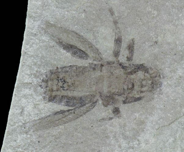 Fossil Cricket (Pronemobius) - Green River Formation, Utah #94781